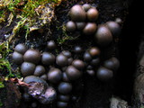 Lycogala epidendrum image