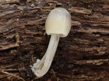 Mycena niveipes image
