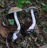 Cortinarius anomalus image