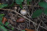 Cortinarius anomalus image