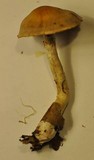 Cortinarius anomalus image
