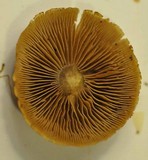 Cortinarius anomalus image