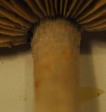 Cortinarius anomalus image