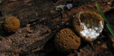 Nidularia pulvinata image