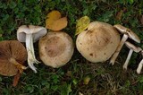 Hebeloma crustuliniforme image