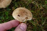 Hebeloma crustuliniforme image