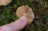 Hebeloma crustuliniforme image