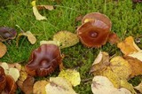 Cortinarius obtusus image
