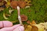 Cortinarius obtusus image
