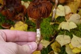 Cortinarius obtusus image