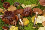 Cortinarius obtusus image