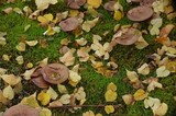 Paxillus cuprinus image
