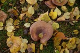 Paxillus cuprinus image