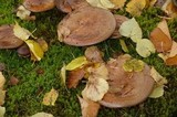 Paxillus cuprinus image