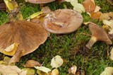 Paxillus cuprinus image