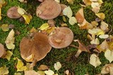 Paxillus cuprinus image