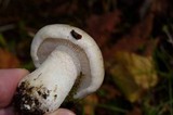 Hebeloma crustuliniforme image