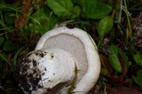 Hebeloma crustuliniforme image