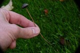 Panaeolus olivaceus image