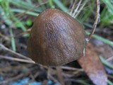 Parasola conopilea image