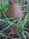 Parasola conopilea image