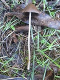 Parasola conopilea image