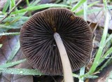Parasola conopilea image