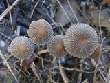 Parasola auricoma image