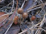 Parasola auricoma image