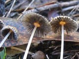 Parasola auricoma image