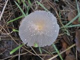 Coprinellus xanthothrix image