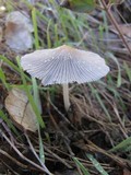 Coprinellus xanthothrix image