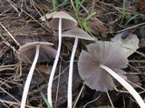 Coprinellus xanthothrix image