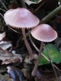 Mycena seynesii image