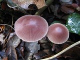 Mycena seynesii image