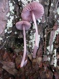Mycena seynesii image