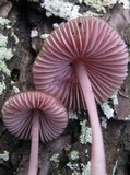 Mycena seynesii image