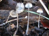Mycena abramsii image