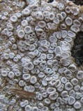 Ochrolechia parella image