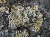 Fulgensia fulgens image