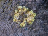 Fulgensia fulgens image
