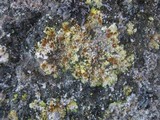 Fulgensia fulgens image