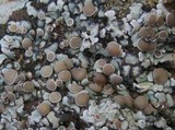 Squamarina cartilaginea var. cartilaginea image