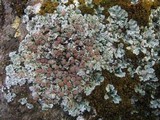 Squamarina cartilaginea var. cartilaginea image