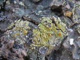 Caloplaca citrina image