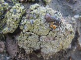 Caloplaca citrina image