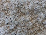 Diploschistes diacapsis image