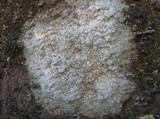 Diploschistes diacapsis image