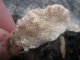 Abortiporus biennis image