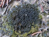 Leptogium schraderi image